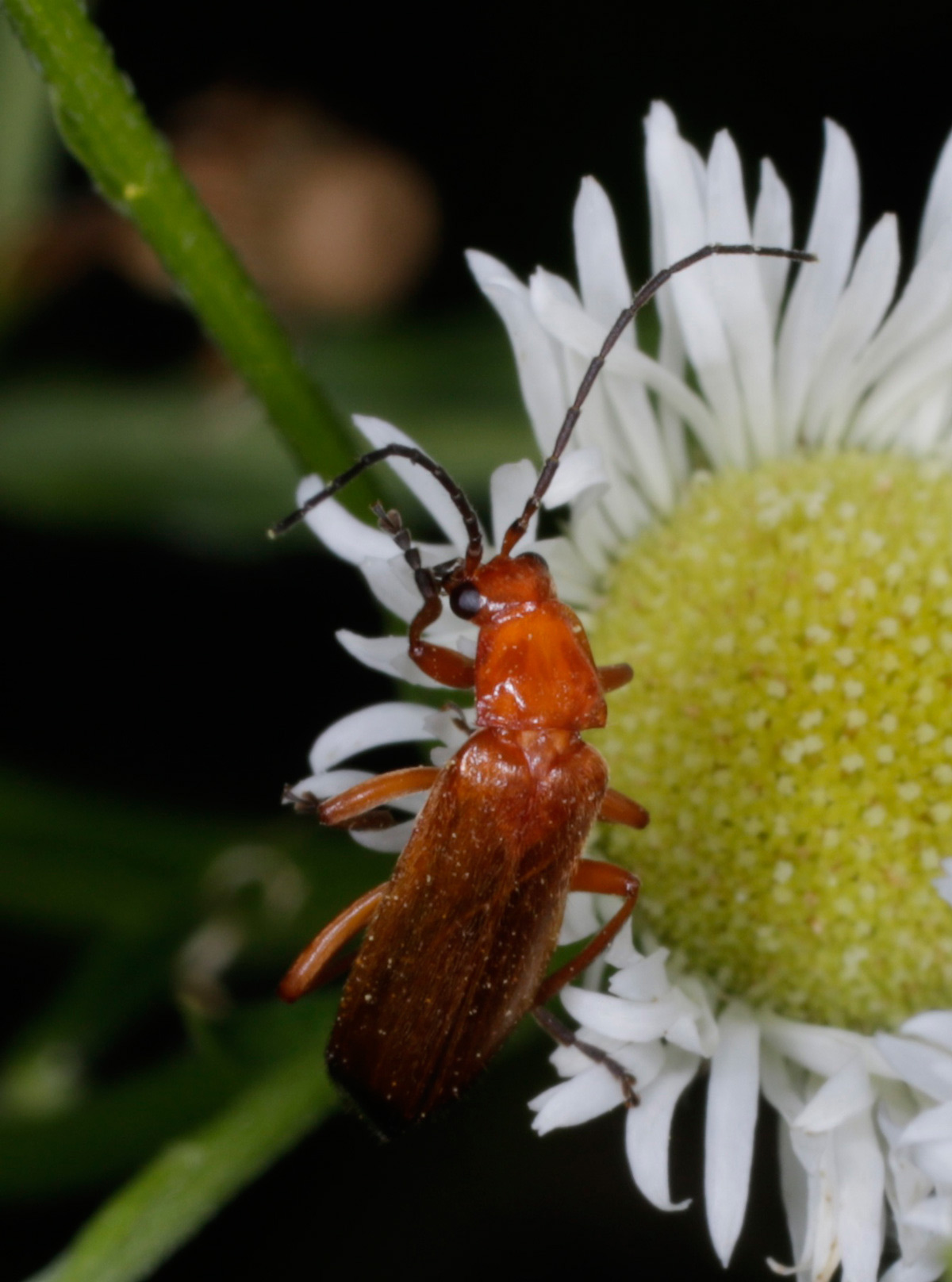 Cantharidae: Rhagonycha fulva